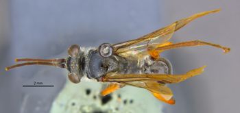 Media type: image;   Entomology 26664 Aspect: habitus dorsal view